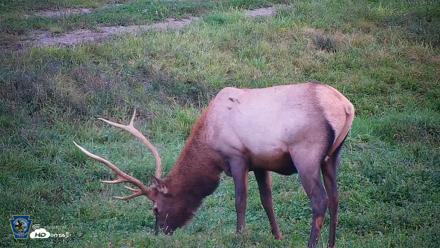 Pennsylvania Elk Live Webcam - Sep 8, 2026, 7:29pm EDT