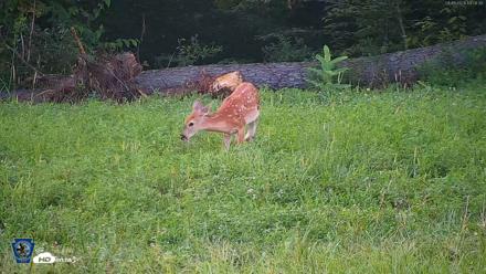 Pennsylvania Elk Live Webcam - Aug 9, 2026, 7:29pm EDT