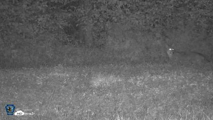 Pennsylvania Elk Live Webcam - Oct 3, 2026, 7:57pm EDT