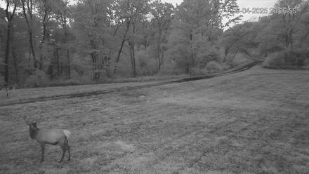 Pennsylvania Elk Live Webcam - Sep 4, 2025, 8:07pm EDT