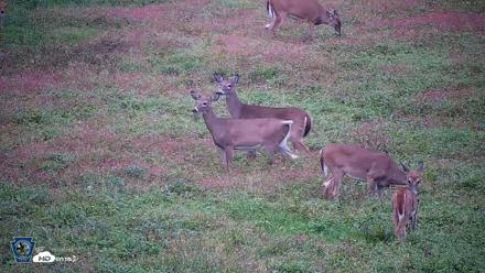 Pennsylvania Elk Live Webcam - Oct 2, 2026, 6:23pm EDT