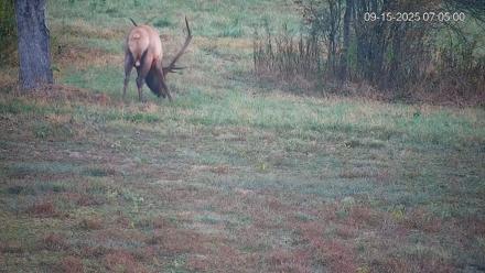 Pennsylvania Elk Live Webcam - Sep 15, 2025, 7:05am EDT