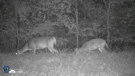 Pennsylvania Elk Live Webcam - Oct 2, 2026, 11:14pm EDT