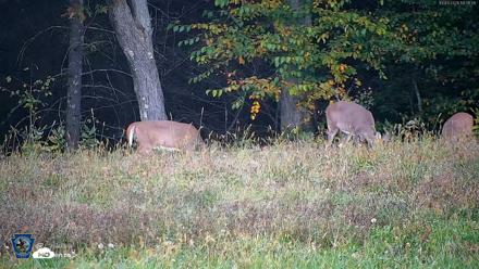 Pennsylvania Elk Live Webcam - Oct 3, 2026, 6:32pm EDT