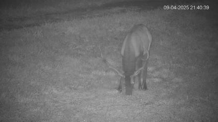 Pennsylvania Elk Live Webcam - Sep 4, 2025, 9:41pm EDT