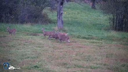 Pennsylvania Elk Live Webcam - Oct 1, 2026, 6:57pm EDT