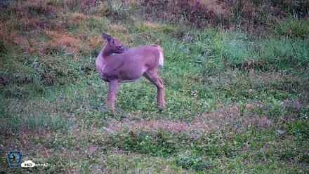 Pennsylvania Elk Live Webcam - Sep 27, 2026, 6:34pm EDT