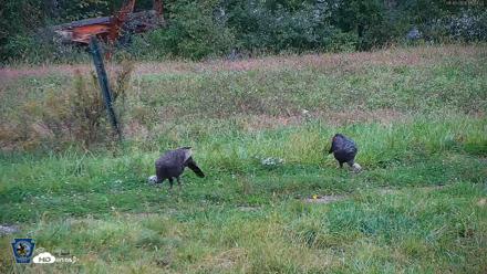Pennsylvania Elk Live Webcam - Sep 30, 2026, 11:50am EDT