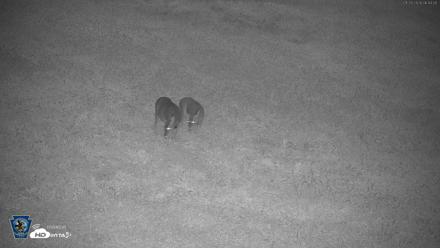 Pennsylvania Elk Live Webcam - Sep 28, 2026, 6:44am EDT