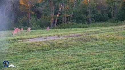 Pennsylvania Elk Live Webcam - Sep 5, 2026, 7:21pm EDT