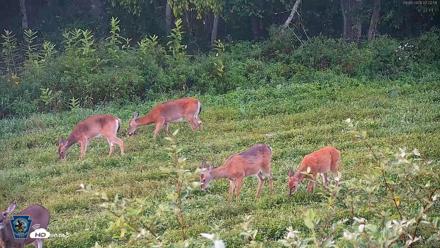 Pennsylvania Elk Live Webcam - Sep 6, 2026, 7:03am EDT