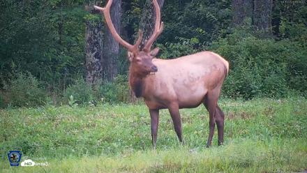 Pennsylvania Elk Live Webcam - Aug 10, 2026, 7:48pm EDT