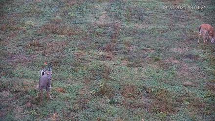 Pennsylvania Elk Live Webcam - Sep 23, 2025, 6:04pm EDT