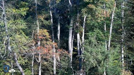 Pennsylvania Elk Live Webcam - Oct 3, 2026, 9:08am EDT