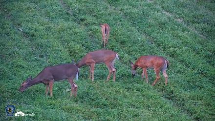 Pennsylvania Elk Live Webcam - Sep 4, 2026, 7:14pm EDT