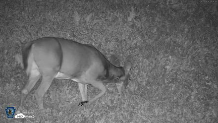 Pennsylvania Elk Live Webcam - Sep 29, 2026, 9:40pm EDT