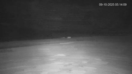 Pennsylvania Elk Live Webcam - Sep 10, 2025, 5:14am EDT