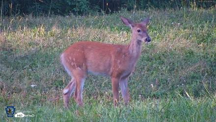 Pennsylvania Elk Live Webcam - Sep 7, 2026, 6:12pm EDT