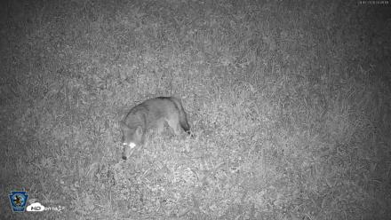 Pennsylvania Elk Live Webcam - Aug 17, 2026, 4:42am EDT
