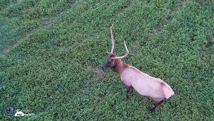 Pennsylvania Elk Live Webcam - Sep 6, 2026, 7:44pm EDT