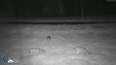 Pennsylvania Elk Live Webcam - Sep 29, 2026, 6:21am EDT