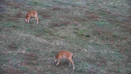 Pennsylvania Elk Live Webcam - Sep 21, 2025, 6:39pm EDT