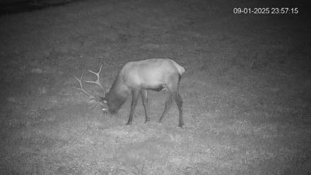 Pennsylvania Elk Live Webcam - Sep 1, 2025, 11:57pm EDT