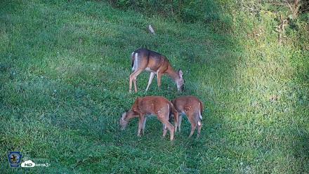 Pennsylvania Elk Live Webcam - Sep 6, 2026, 6:27pm EDT