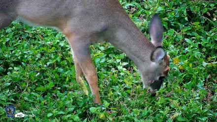 Pennsylvania Elk Live Webcam - Oct 1, 2026, 8:16am EDT