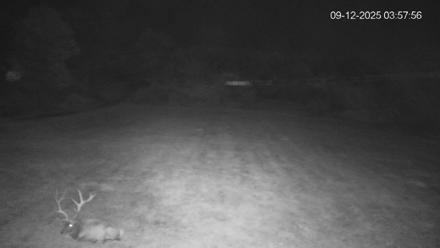 Pennsylvania Elk Live Webcam - Sep 12, 2025, 3:58am EDT