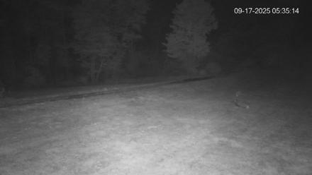 Pennsylvania Elk Live Webcam - Sep 17, 2025, 5:35am EDT