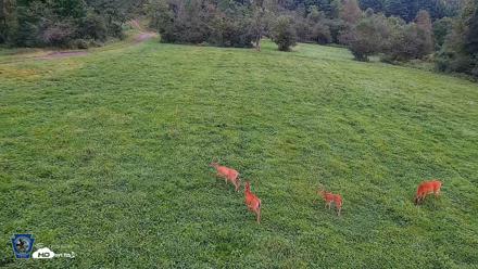 Pennsylvania Elk Live Webcam - Aug 16, 2026, 7:18am EDT