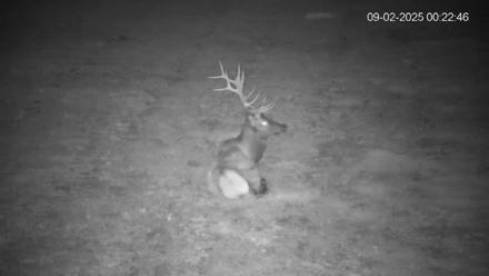 Pennsylvania Elk Live Webcam - Sep 2, 2025, 12:23am EDT