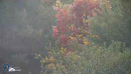 Pennsylvania Elk Live Webcam - Oct 3, 2026, 9:01am EDT