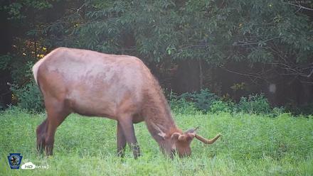 Pennsylvania Elk Live Webcam - Aug 9, 2026, 7:23pm EDT