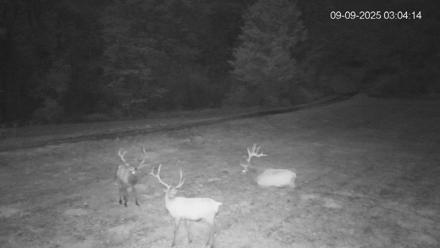Pennsylvania Elk Live Webcam - Sep 9, 2025, 3:04am EDT