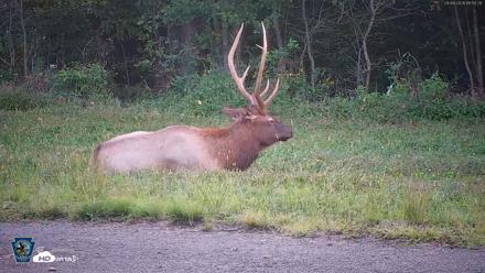 Pennsylvania Elk Live Webcam - Sep 9, 2026, 6:51pm EDT