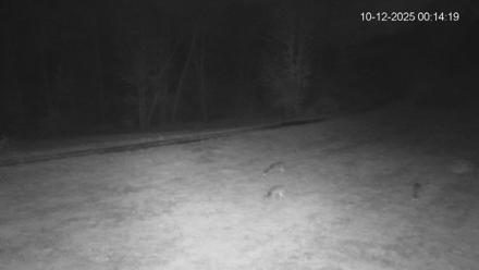 Pennsylvania Elk Live Webcam - Oct 12, 2025, 12:15am EDT