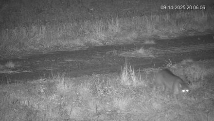 Pennsylvania Elk Live Webcam - Sep 14, 2025, 8:07pm EDT