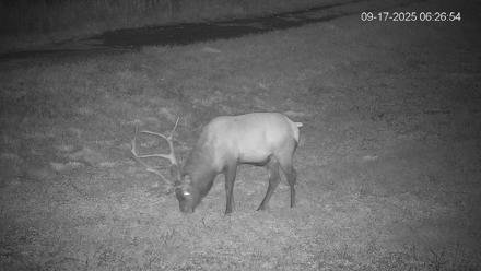 Pennsylvania Elk Live Webcam - Sep 17, 2025, 6:27am EDT