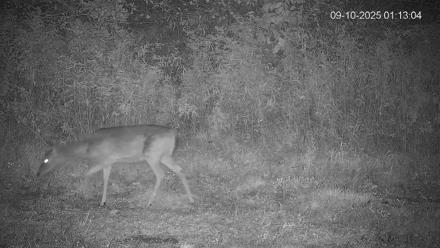 Pennsylvania Elk Live Webcam - Sep 10, 2025, 1:13am EDT