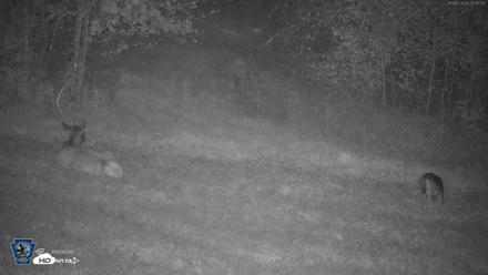 Pennsylvania Elk Live Webcam - Sep 6, 2026, 8:38pm EDT