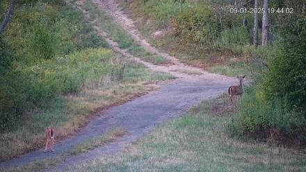 Pennsylvania Elk Live Webcam - Sep 1, 2025, 7:44pm EDT