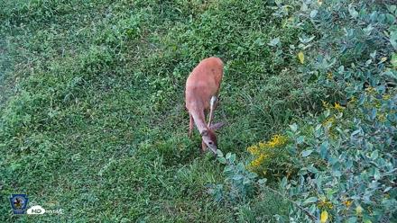 Pennsylvania Elk Live Webcam - Sep 7, 2026, 6:34pm EDT