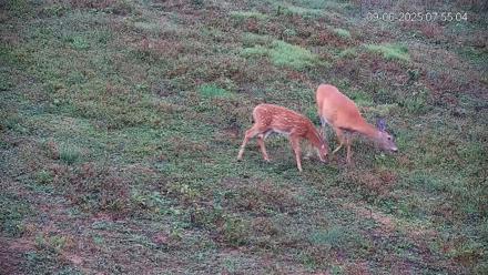 Pennsylvania Elk Live Webcam - Sep 6, 2025, 7:55am EDT