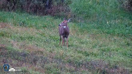 Pennsylvania Elk Live Webcam - Sep 28, 2026, 6:43pm EDT