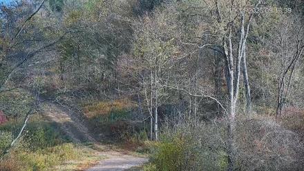 Pennsylvania Elk Live Webcam - Oct 11, 2025, 9:14am EDT