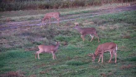 Pennsylvania Elk Live Webcam - Oct 8, 2025, 6:56pm EDT