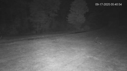 Pennsylvania Elk Live Webcam - Sep 17, 2025, 5:41am EDT