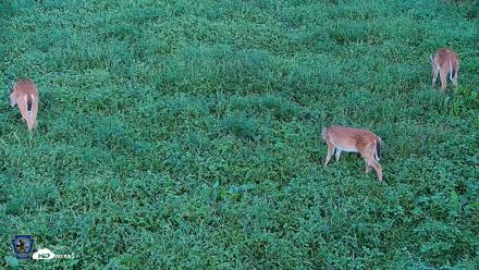 Pennsylvania Elk Live Webcam - Aug 21, 2026, 6:54pm EDT
